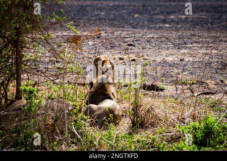 les lions se reposant dans la faune du bush, afrique, tansania Banque D'Images