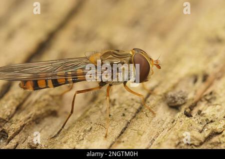 Gros plan détaillé d'un planque de Marmelade, Episyrphus balteatus assis sur du bois Banque D'Images