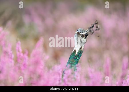 Gros plan d'un Peahen coloré en chiné rose, Royaume-Uni. Banque D'Images