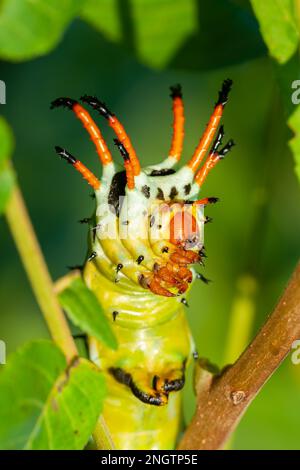 HICKORY HORNED DEVIL (Citheronia regalis) caterpillar. La forme adulte est un papillon qui est connu sous le nom de Royal Walnut Moth, alias Regal Moth. C'est un 5 Banque D'Images