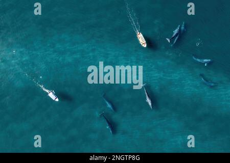 Vue aérienne du groupe de baleines grises eschrichtius robustus, Basse-Californie Mexique Banque D'Images