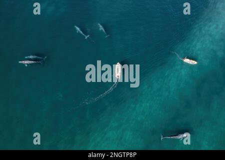 Vue aérienne du groupe de baleines grises eschrichtius robustus, Basse-Californie Mexique Banque D'Images