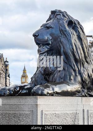 Un des quatre lions au pied de la colonne Nelson à Trafalgar Square avec Big Ben en arrière-plan - Londres, Angleterre, Royaume-Uni Banque D'Images