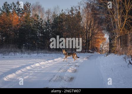 Le chien Tamaskan sur une route de campagne pendant l'hiver en Pologne Banque D'Images