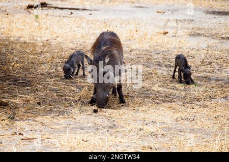 Faune de la famille Warthog, afrique, tansania Banque D'Images