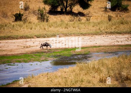 faune solitaire gnu, afrique, tansanania, ngorongoro Banque D'Images
