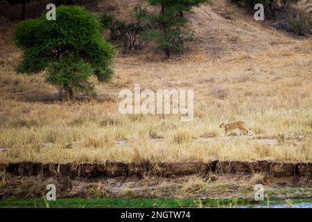 lion marchant faune, afrique, tansania Banque D'Images