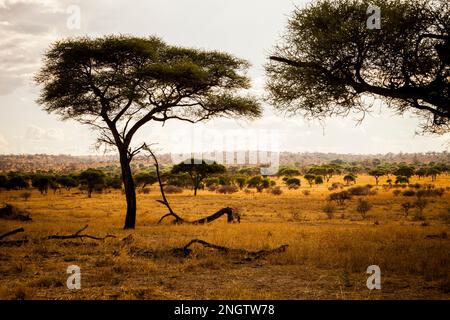 Acacia, l'arbre le plus commun en Tanzanie, afrique, tansanania Banque D'Images