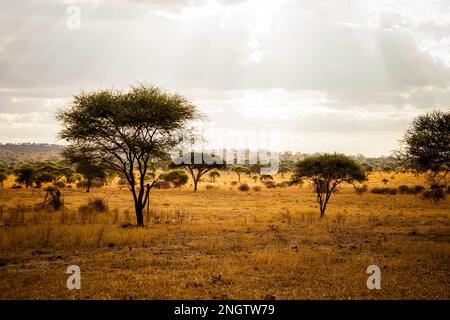 Acacia, l'arbre le plus commun en Tanzanie, afrique, tansanania Banque D'Images