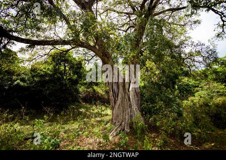 Beau paysage arbre, afrique, tansania Banque D'Images