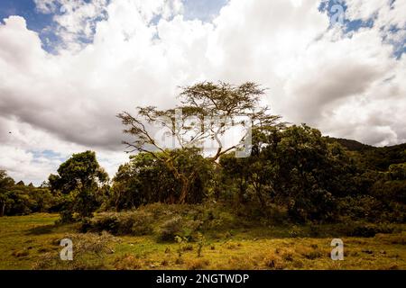 Acacia, l'arbre le plus commun en Tanzanie, afrique, tansanania Banque D'Images