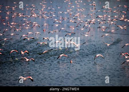 flamangos faune, afrique, tansanania, arusha Banque D'Images