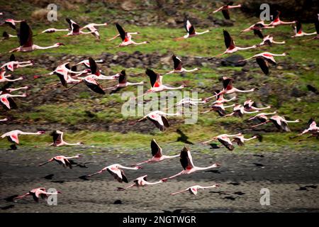 flamangos faune, afrique, tansanania, arusha Banque D'Images