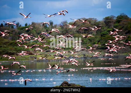 flamangos faune, afrique, tansanania, arusha Banque D'Images
