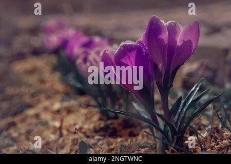fleurs de première printemps tendres et brillantes crocuses pourpres dans une forêt de défrichement de gros plan Banque D'Images