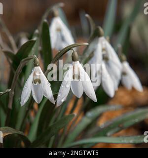 Le premier printemps tendre fleurs blanches des chutes de neige dans une forêt défrichement gros plan Banque D'Images