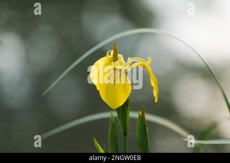 Fleur d'iris jaune au coucher du soleil au printemps Banque D'Images