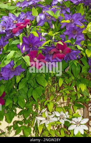 Clematis, Waldrebe, dans un jardin de chalet Banque D'Images