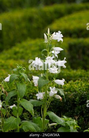 Fleurs d'automne blanches immaculées de la fleur géante campanula latifolia alba sur fond de couverture de boîte clippée, Buxus sempervirens dans le jardin britannique Banque D'Images