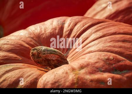 Citrouilles exposées dans un marché agricole de Pennsylvanie du comté de Lancaster Banque D'Images