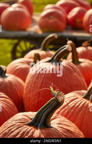 Citrouilles exposées dans un marché agricole de Pennsylvanie du comté de Lancaster Banque D'Images