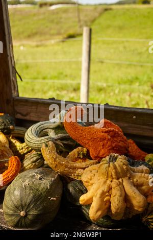 Citrouilles exposées dans un marché agricole de Pennsylvanie du comté de Lancaster Banque D'Images