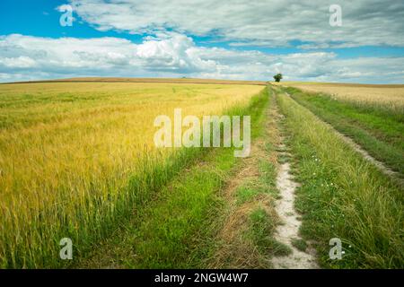 Route de campagne à travers un champ d'orge, vue d'été dans l'est de la Pologne Banque D'Images