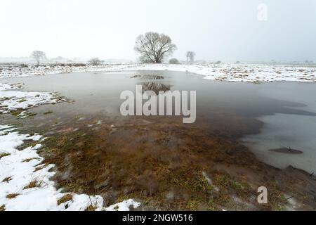 Fonte de neige inondant un pré avec des arbres, vue sur un jour de brouillard, l'est de la Pologne Banque D'Images