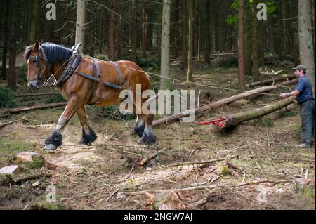 Le debordage est une technique de sylviculture tres ecologique. Des chevaux de trait special robes for this toche rassemble of arbres prea Banque D'Images