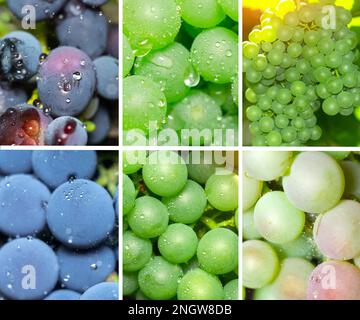 Collage de raisins. Collection de grappes de raisin croissant sur la vigne. Culture, récolte et produit fini Banque D'Images