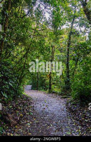 Descendez le chemin de la réserve biologique de la Forêt de nuages de Monteverde Banque D'Images