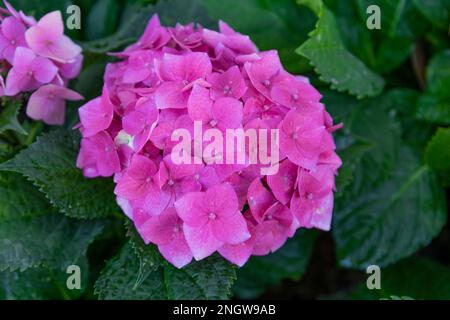 Hortensia rose gros plan, hortensia français, lacecap, fleurs de Penny mac Banque D'Images