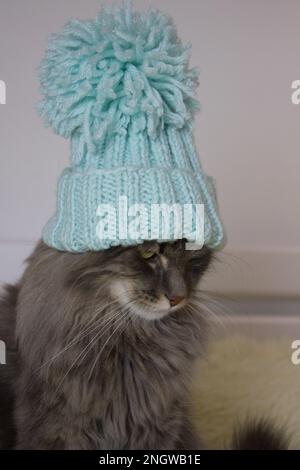 Cristos chat en tricot chapeau couché sur un tissu doux et léger à la maison, chat attendant noël en costume, image verticale pour vétérinaire, calendrier, poster design Banque D'Images