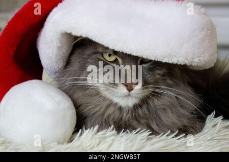 Cristmas chat en rouge chapeau de père Noël couché sur le tissu doux léger à la maison, chaton regarder seriosly avant, chat attendant noël en costume, zodiaque chinois Banque D'Images