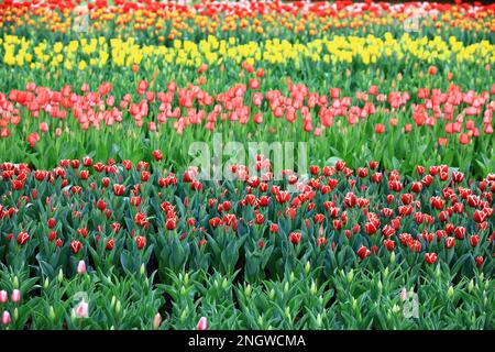 Beau paysage de fleurs de tulipe colorées, beaucoup de fleurs de tulipe rouge, jaune, rose et orange fleurir dans le jardin Banque D'Images