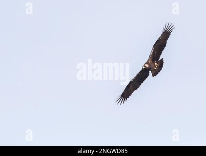 Adulte Espagnol Imperial Eagle, Aquila adalberti, en vol dans le sud de l'Espagne. Banque D'Images