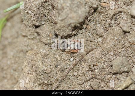 Gros plan détaillé sur un petit insecte plat commun, Aradus dépressurit sur le sol Banque D'Images