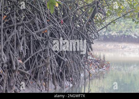 Racines de mangrove. Cette photo a été prise dans le parc national de Sundarbans, au Bangladesh. Banque D'Images
