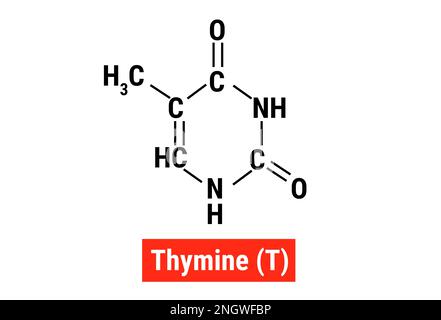 Structure chimique de la thymine (T) Illustration de Vecteur