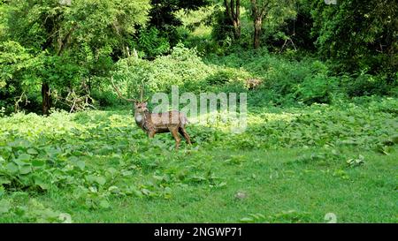 Cerfs à cornes sauvages isolés ou des cerfs d'axe broutant dans la forêt de Bandipur mudumalai Ooty Road, Inde. Magnifique beauté accrocheuse Banque D'Images