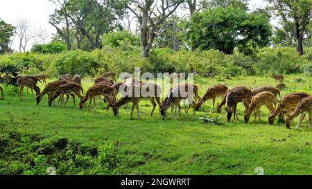 Grand groupe de déers tachetés sauvages ou de déers d'axe broutant le troupeau dans le chemin Bandipur mudumalai Ooty, en Inde. La beauté dans leur habitat naturel Banque D'Images