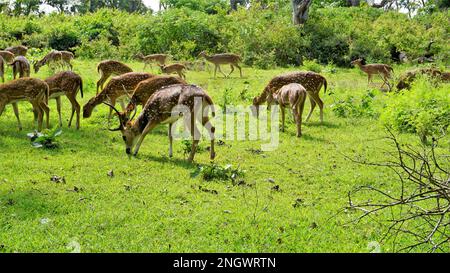 Grand groupe de déers tachetés sauvages ou de déers d'axe broutant le troupeau dans le chemin Bandipur mudumalai Ooty, en Inde. La beauté dans leur habitat naturel Banque D'Images