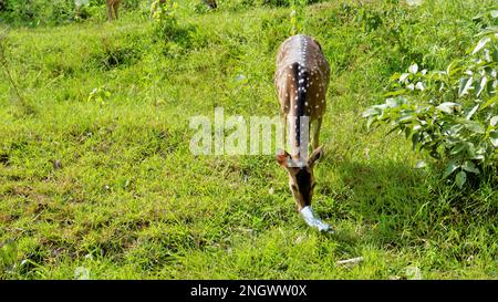 Cerf sauvage tacheté mangeant la couverture en plastique lancée par les navetteurs dans le Bandipur mudumalai Ooty Road, Inde. Impact sur les animaux sauvages en raison de la pollution. Banque D'Images