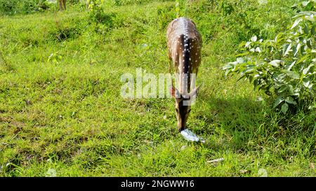 Cerf sauvage tacheté mangeant la couverture en plastique lancée par les navetteurs dans le Bandipur mudumalai Ooty Road, Inde. Impact sur les animaux sauvages en raison de la pollution. Banque D'Images