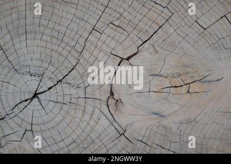 Grand morceau circulaire de section en bois avec motif de texture de l'anneau d'arbre et fissures. Structure en bois détaillée. Surface plate en bois des anneaux annuels. Banque D'Images