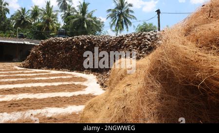 Making Coconut coir. Factory of Coconut Fiber Banque D'Images
