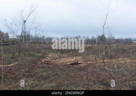 Abattre des arbres dans la ville. Déforestation. Catastrophe écologique. Beaucoup d'arbres tombés. Il y a destruction de la biosphère dans la réputation non reconnue Banque D'Images