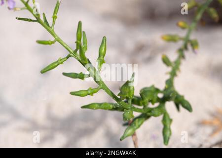 Fusée européenne (Cakile maritima), photo de détail du peuplement de fruits, Parc national de Vorpommersche Boddenlandschaft, Mecklenburg-Poméranie occidentale Banque D'Images