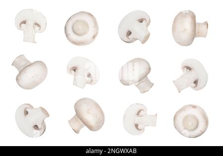 Collection de champignons champagnes entiers et tranchés isolés sur fond blanc. Fond de champignons. Gros plan sur les champignons porcini frais. Banque D'Images