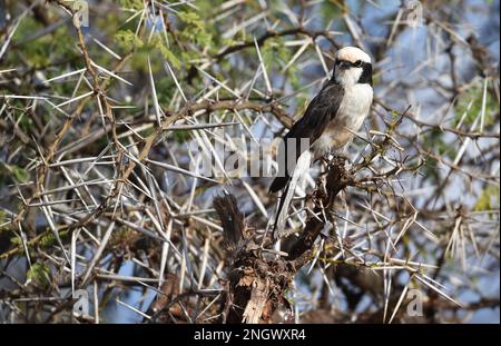 Oiseau Shrike à couronne blanche (E. anguitimens) dans le Bush épineux du Kenya Banque D'Images